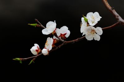 群力湿地公园杏花满枝头