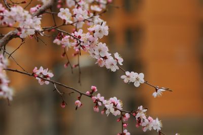 群力湿地公园杏花满枝头