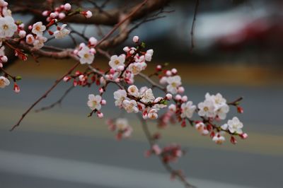 群力湿地公园杏花满枝头