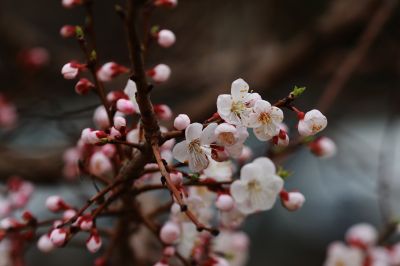 群力湿地公园杏花满枝头
