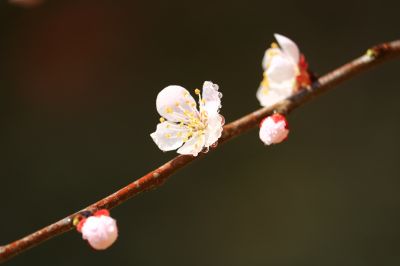 春色满园