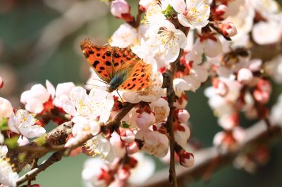 蝶恋花