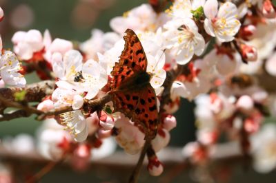 蝶恋花
