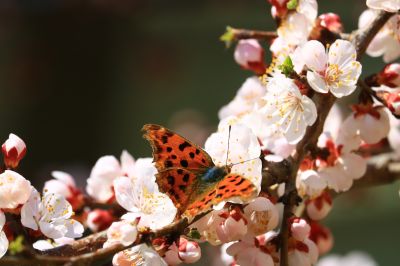 蝶恋花