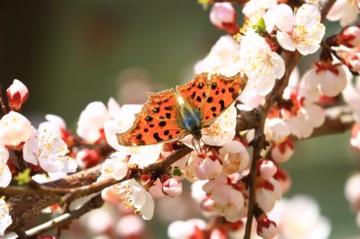 蝶恋花