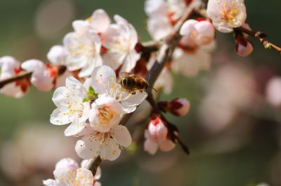 蝶恋花