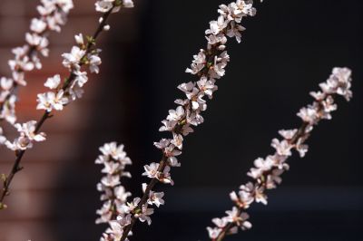 春暖花开