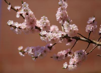迎春花儿开