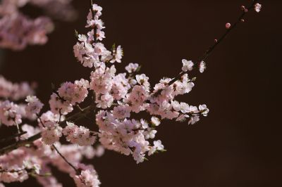 迎春花儿开