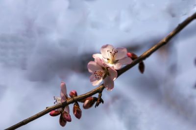 哈尔滨四月盛开的杏花