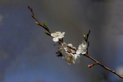 哈尔滨四月盛开的杏花