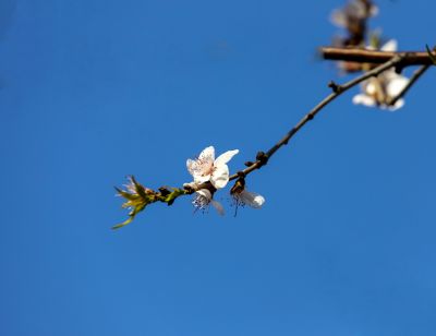 哈尔滨四月盛开的杏花