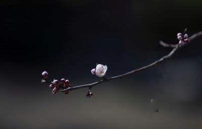 哈尔滨四月盛开的杏花