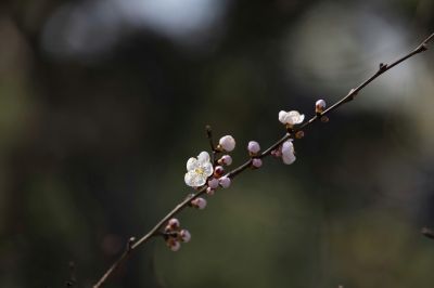 哈尔滨四月盛开的杏花