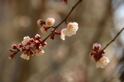 春花满园