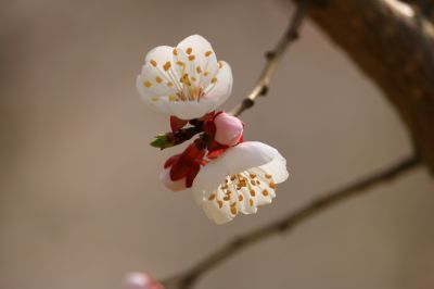 春花满园