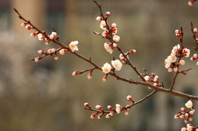 春花满园