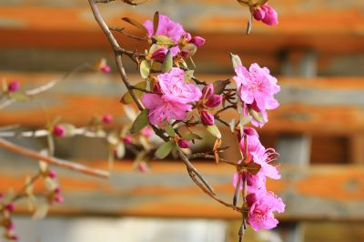 春花满园