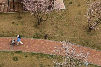 春花满园