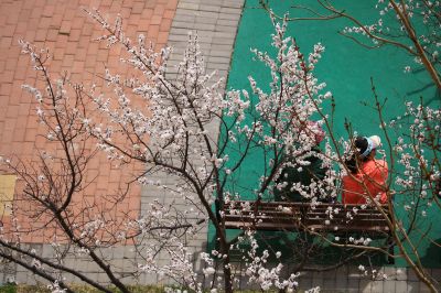 春花满园