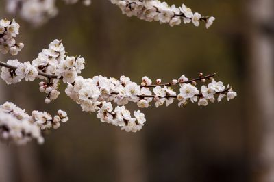 春花