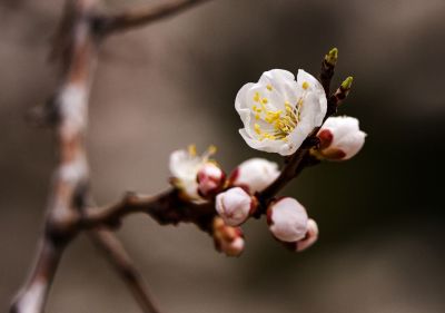 春花