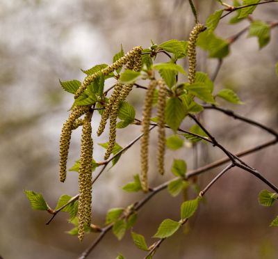 春花