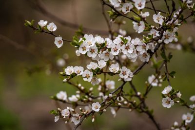 春花