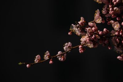 春意荡然鸟语花香