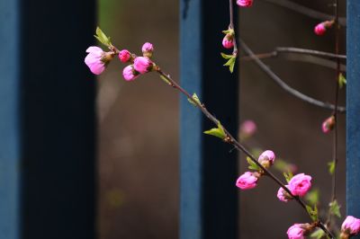 榆叶梅