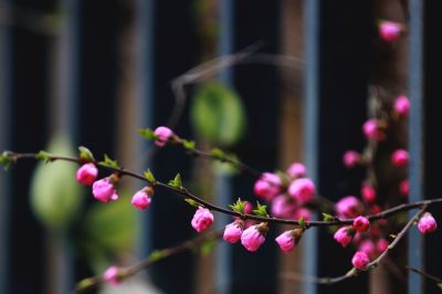 榆叶梅