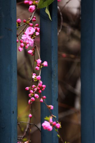 榆叶梅