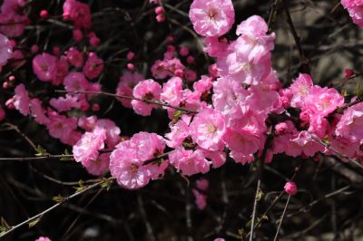榆叶梅