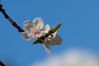杏花