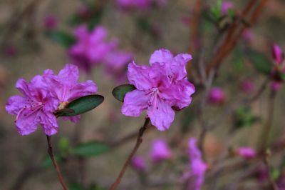 杜鹃花