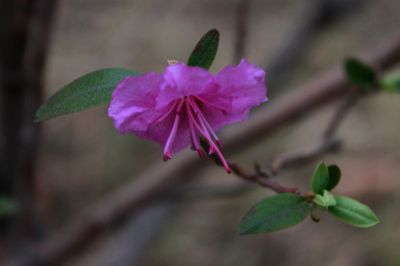 杜鹃花