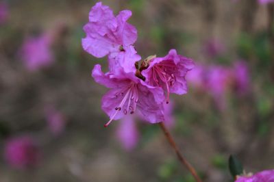 杜鹃花