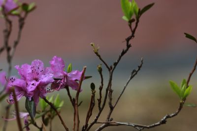 杜鹃花