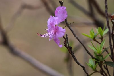 杜鹃花