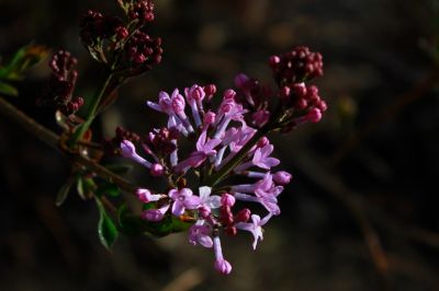 丁香花