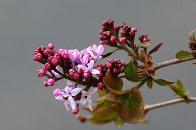 丁香花