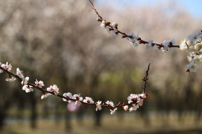 春暖花开