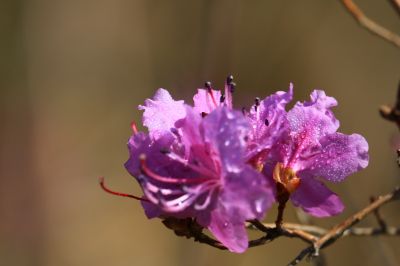 春暖花开