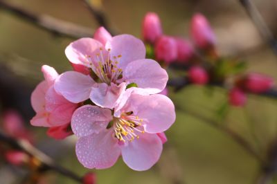 春暖花开