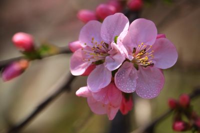 春暖花开