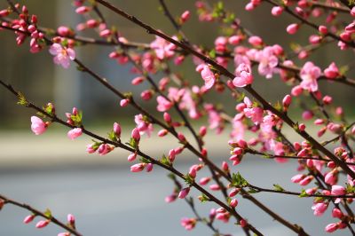 春暖花开