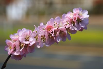 春暖花开