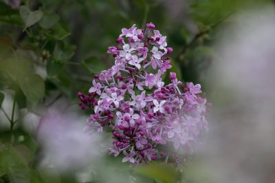 丁香花开去年今日此花开