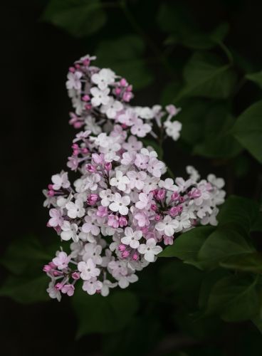 丁香花开去年今日此花开