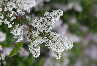 丁香花开去年今日此花开